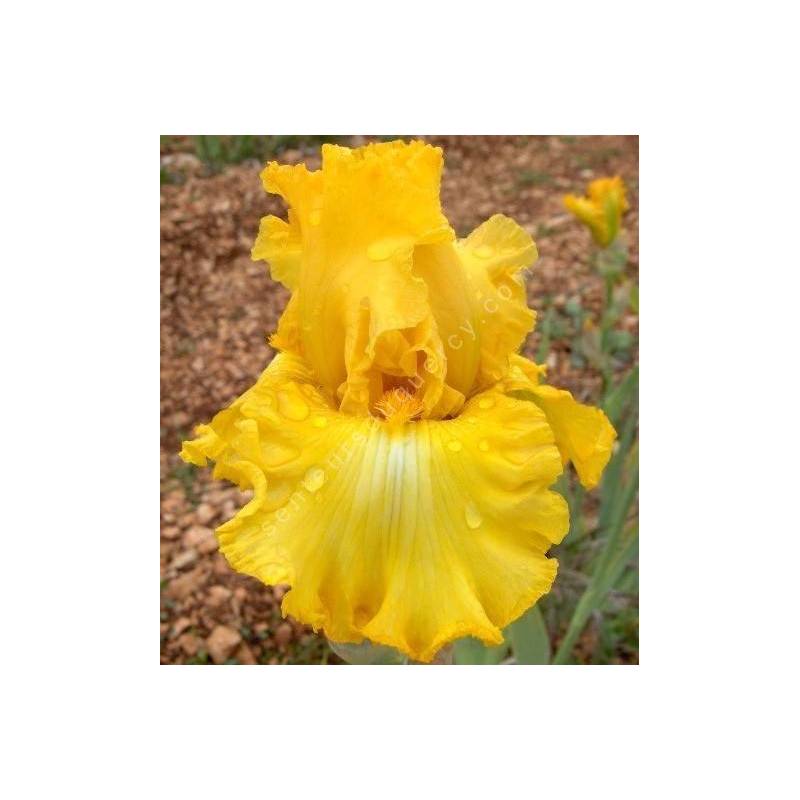 Iris 'Speculator'