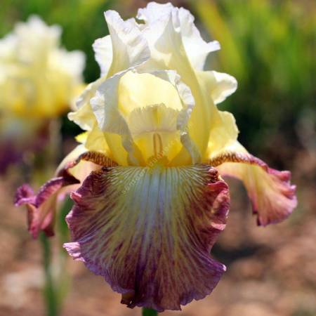 Iris 'Leïla'