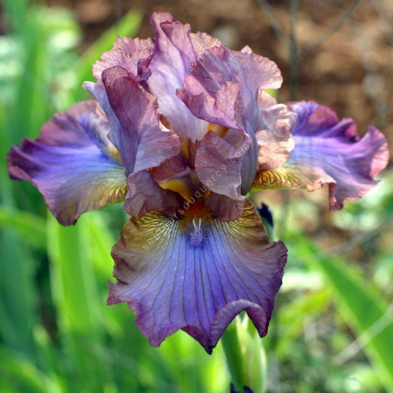 Iris 'Mukaddam'