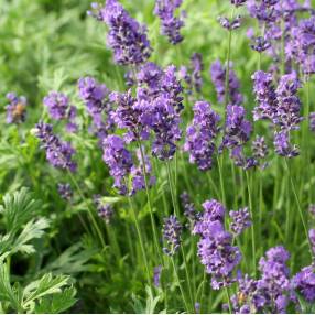 Lavande Angustifolia Munstead à fleurs violettes. Le pot de 3 litres :  Lavandes BOTANIC jardin - botanic®