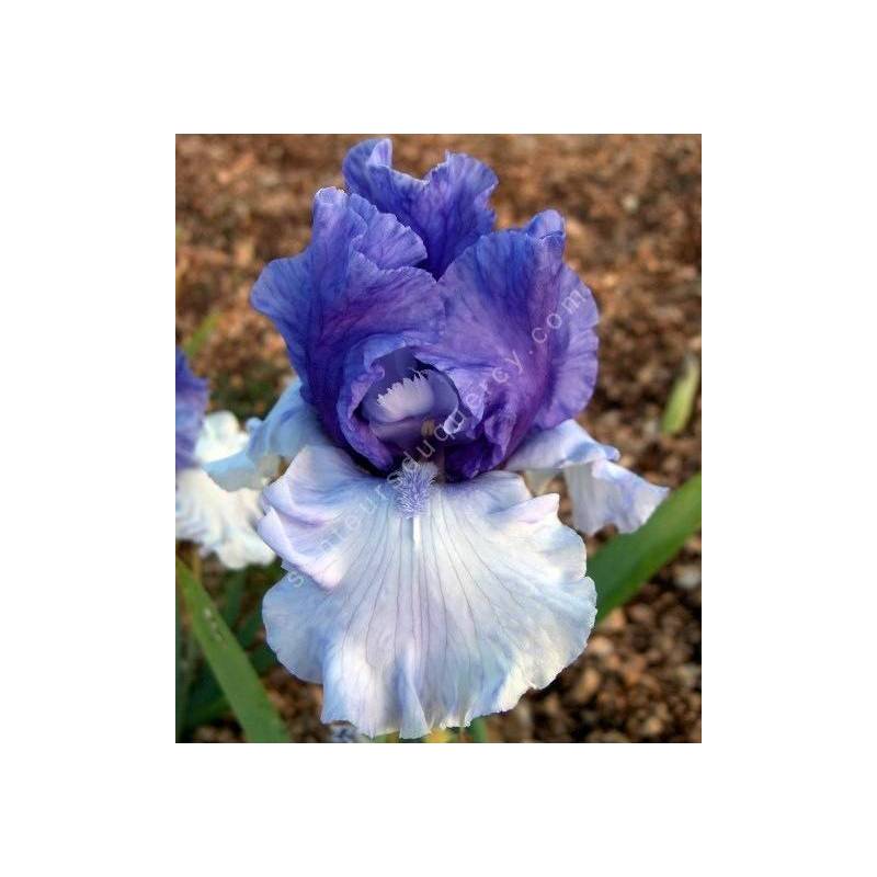 Iris 'Crowned Heads'