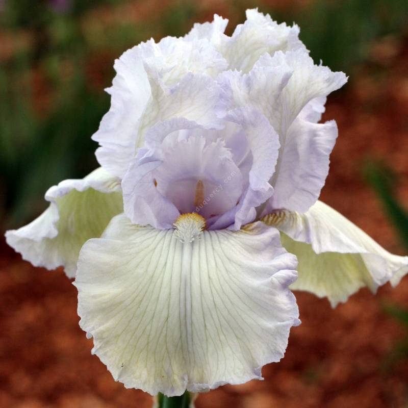 Iris 'Crystal Cathedral'