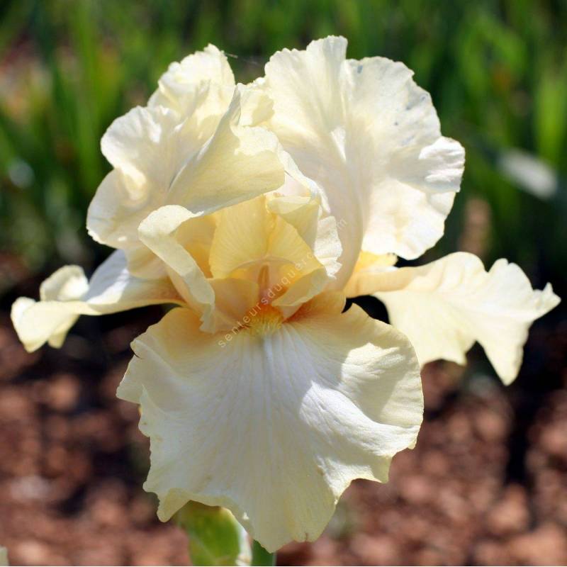 Iris 'Douce Ivoire'