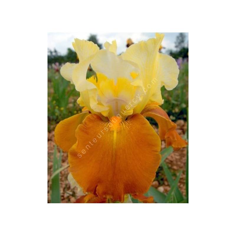 Iris 'Fall Fiesta'