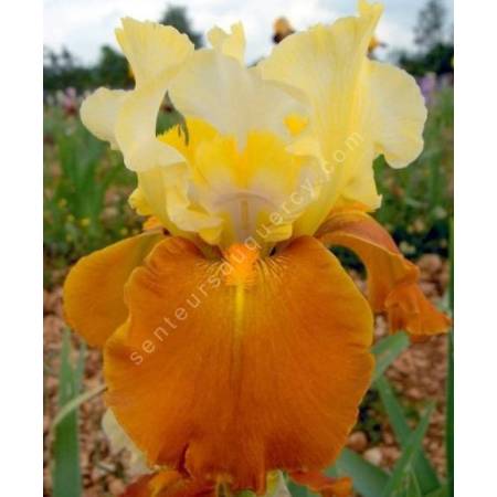 Iris 'Fall Fiesta'