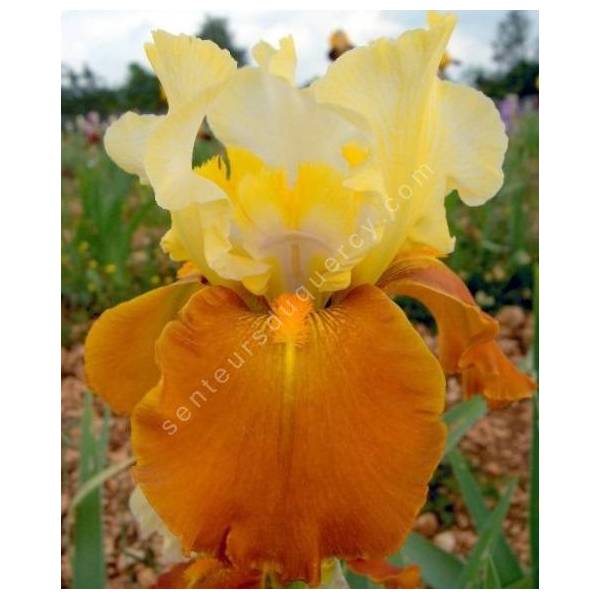 Iris 'Fall Fiesta'