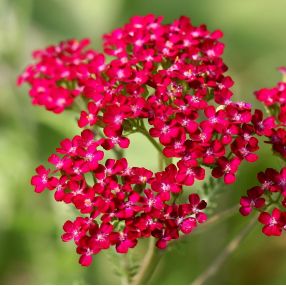 Plantes Aromatiques Vivaces En Vente Pour La Cuisine Et Les Pots