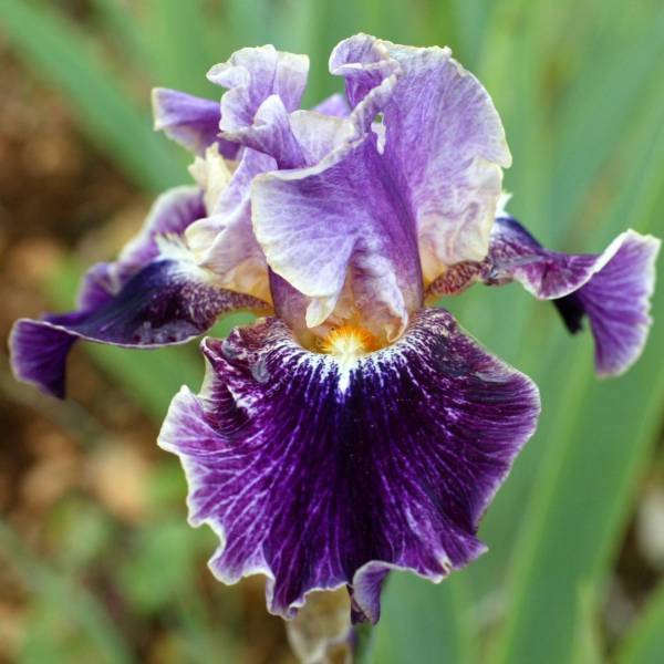 Iris 'Spirit World'