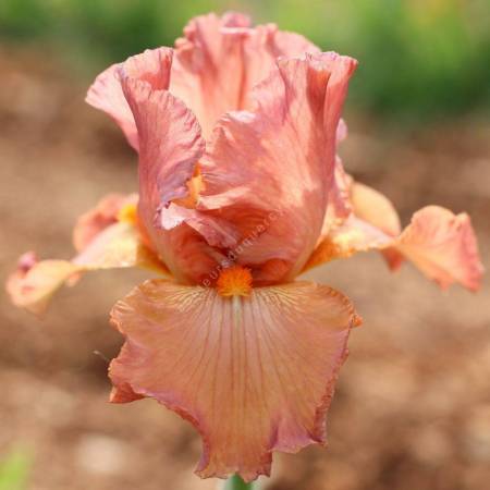 Iris 'Copper Classic'