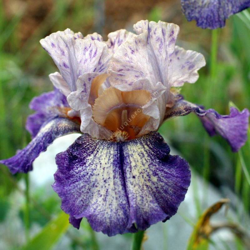 Iris 'Doctor Non'