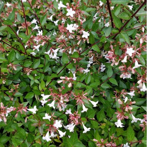 Abelia X Grandiflora Abélie à Grandes Fleurs