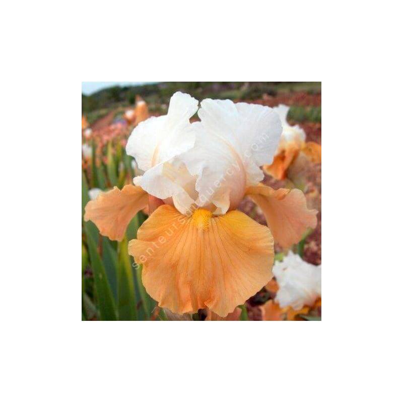 Iris 'Apricot Frosty'