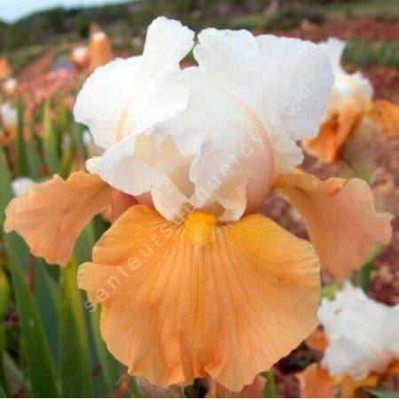 Iris 'Apricot Frosty'