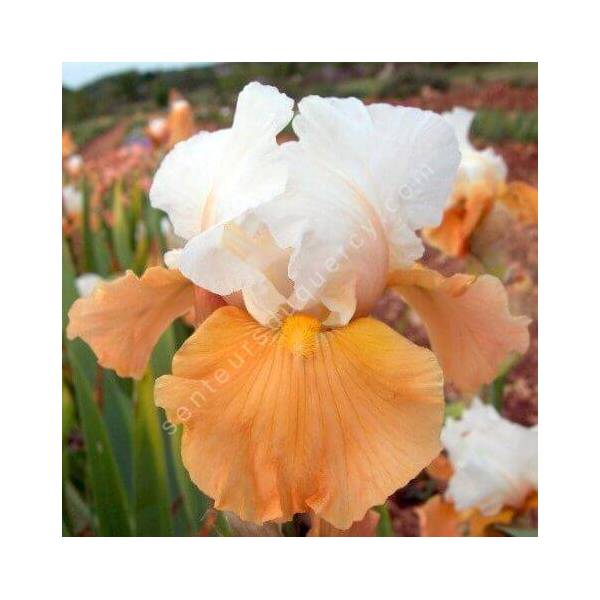 Iris 'Apricot Frosty'