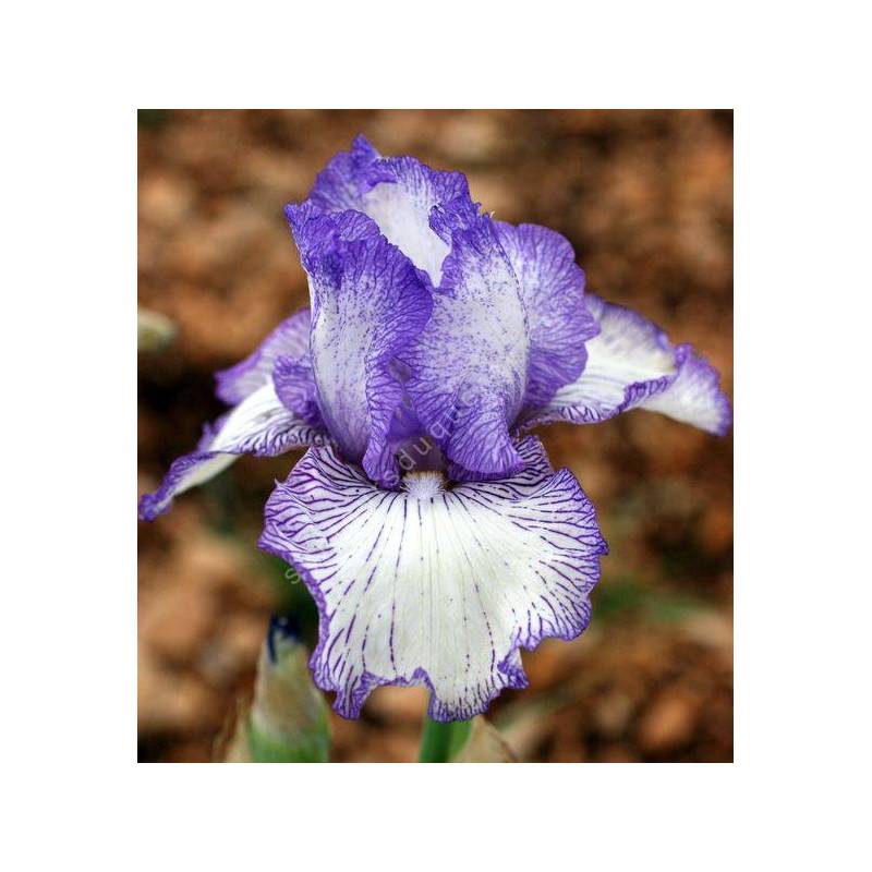 Iris 'Autumn Circus'