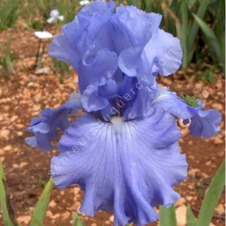 Iris 'Carribbean Dream'