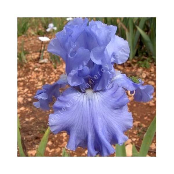 Iris 'Carribbean Dream'