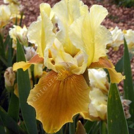 Iris 'Honey Glazed'