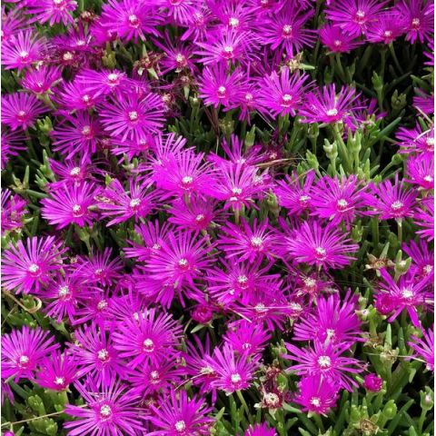 Delosperma John Proffitt Pourpier Vivace Rose