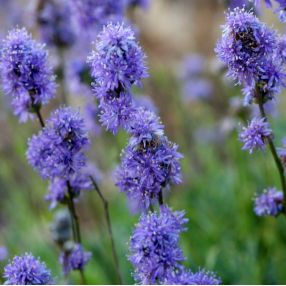 Plantes Vivaces Et Arbustes Dont Les Noms Botaniques