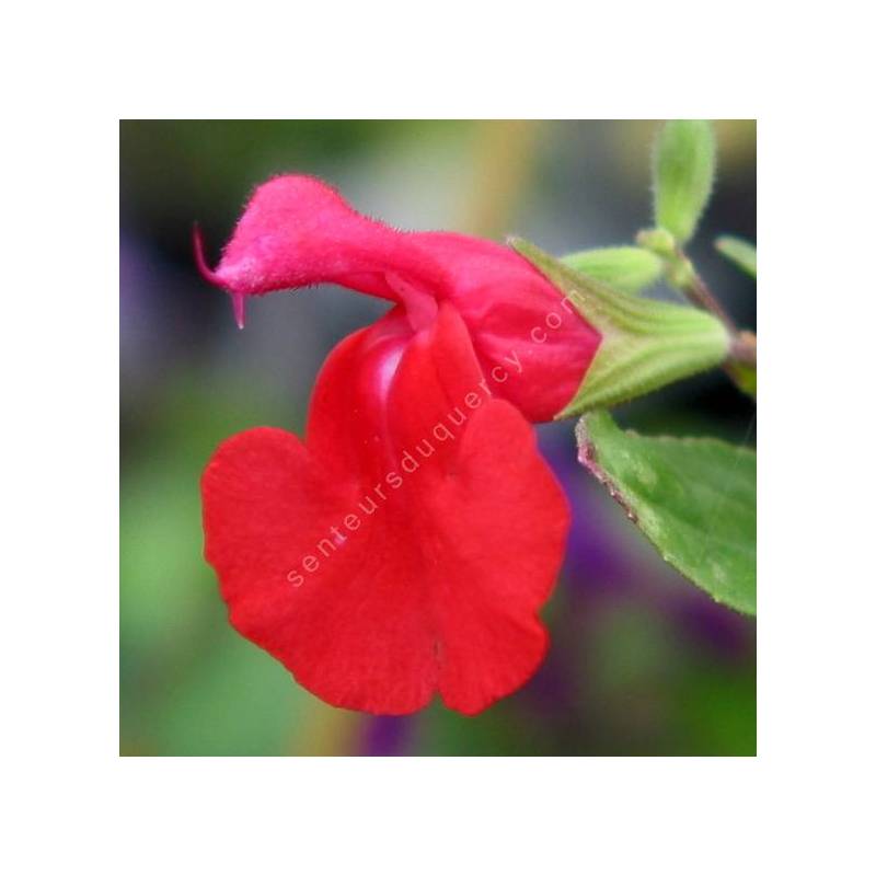 Salvia microphylla var. neurepia - Sauge arbustive rouge