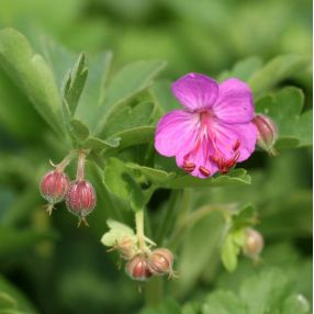 Plantes Vivaces Et Arbustes Dont Les Noms Botaniques