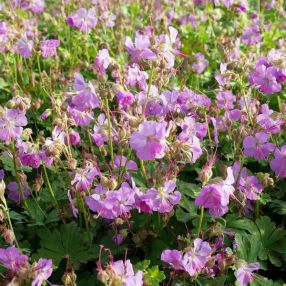 Plantes Vivaces Et Arbustes Dont Les Noms Botaniques