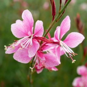 Plantes Vivaces Et Arbustes Dont Les Noms Botaniques