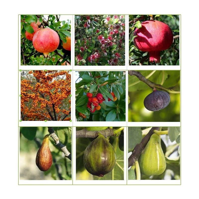 Lot de 9 fruitiers différents pour le prix de 7 - Ficus carica