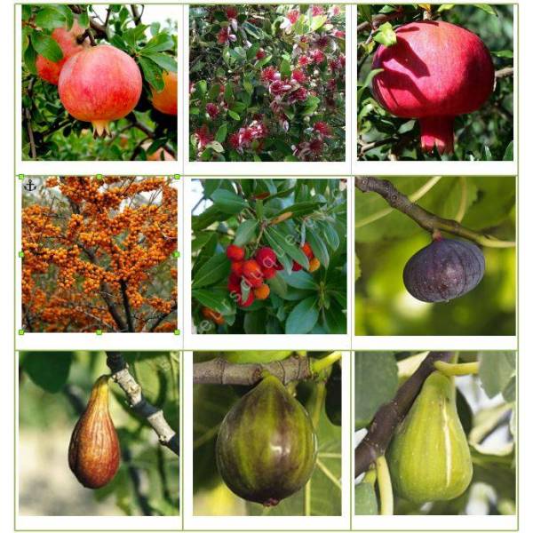 Lot de 9 fruitiers différents pour le prix de 7 - Ficus carica