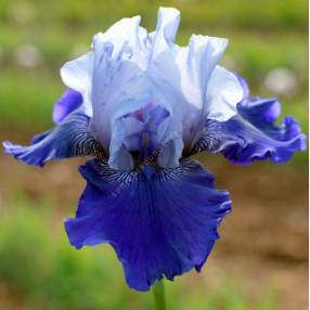Fleurs/Collection Iris/Iris blanc ceinture bleu et bleu