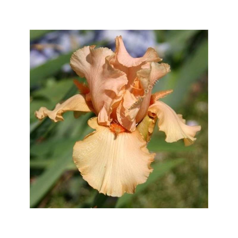 Iris 'Cute Orange Horn'