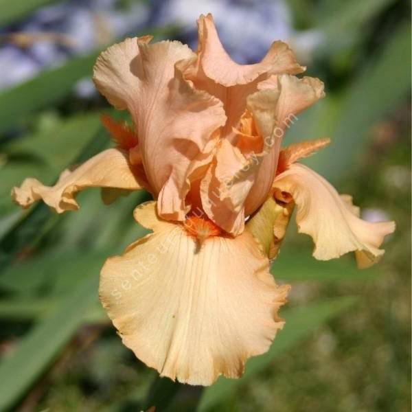 Iris 'Cute Orange Horn'