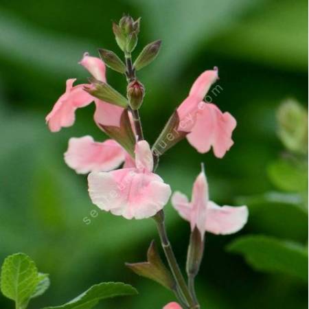 Sauge Arbustive Fleur Rose Tendre Salvia Microphylla Aphrodite