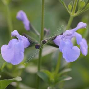Sauge arbustive vivace à floraison bleu violet - Salvia 'Féline