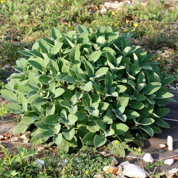 Sauge officinale à large feuille - Salvia officinalis 'Berggarten