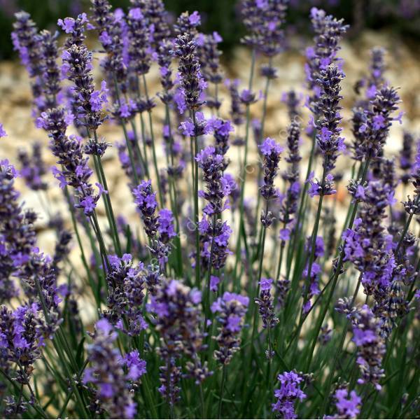 Lavande Compacte à Fleur Bleue Lavandula Angustifolia Diva 5304