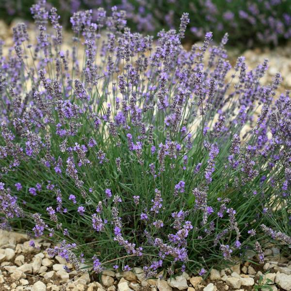 Lavandula Angustifolia Maillette Lavande Pour Huile Essentielle