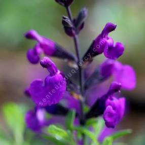 Salvia greggii 'Mirage Violet' - Sauge arbustive compacte violette