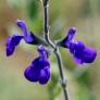 Salvia 'Royal Blue' - Sauge arbustive bleue-violet