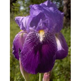 Iris germanica