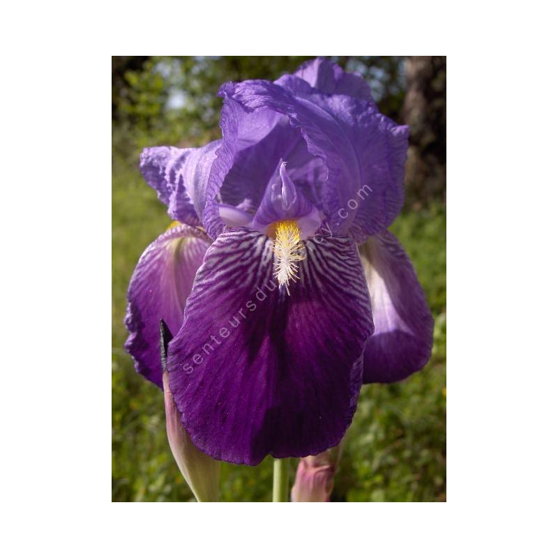 Iris germanica