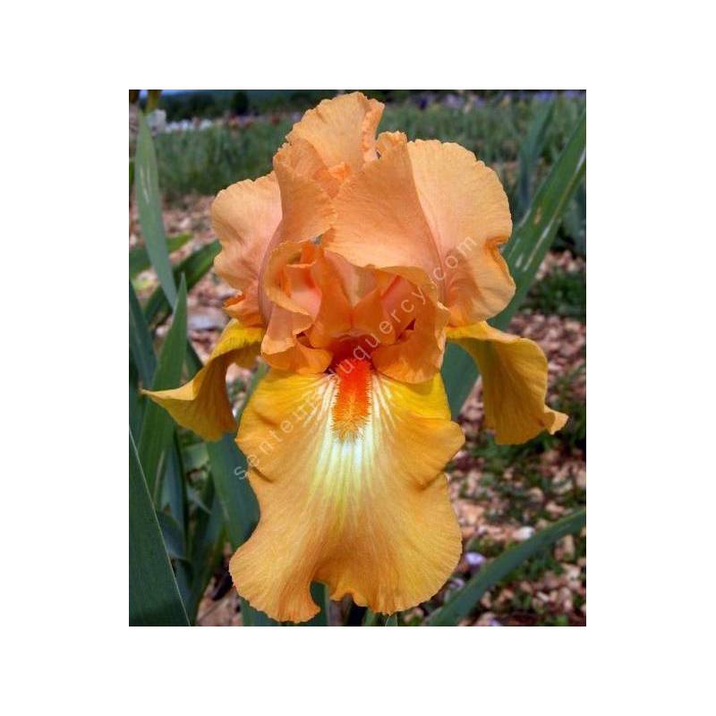 Iris 'Rave On'