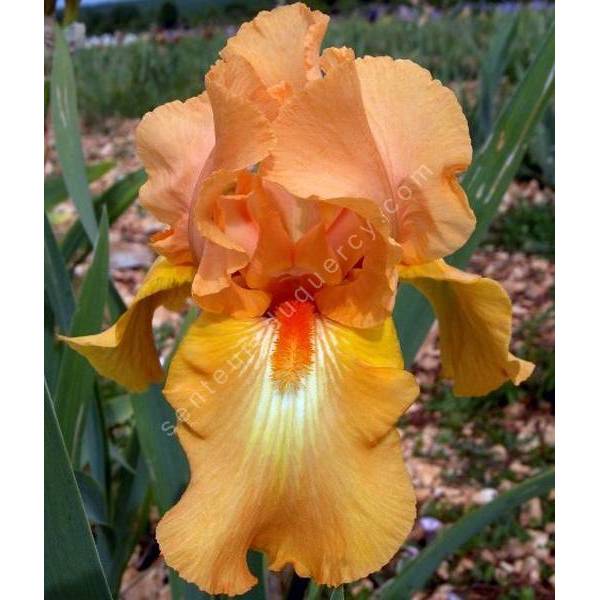 Iris 'Rave On'