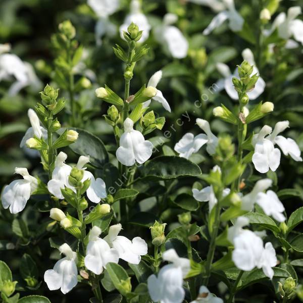 Sauge arbustive Blanche - SALVIA 'Greggii White' - Fleurir son jardin
