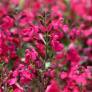 Salvia greggii 'Mirage Rose Foncé' - Sauge arbustive compacte rose