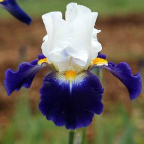 Iris 'Noctambule'