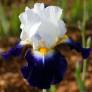 Iris 'Noctambule'