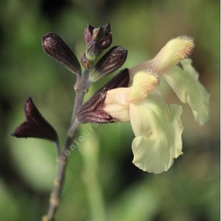 Grand iris de jardin 'Bonus Lite' blanc - vente en ligne