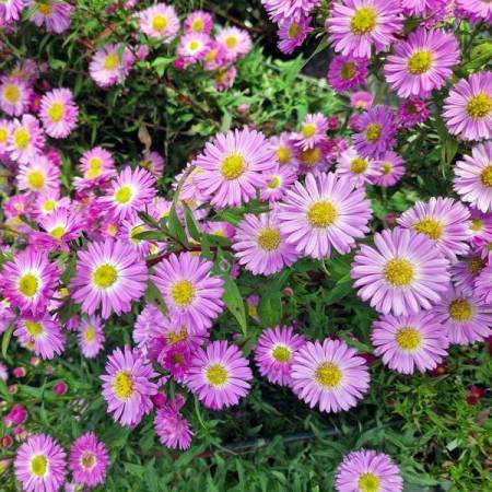 Aster novi-belgii 'Sarah Ballard'